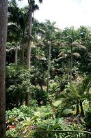 Different plants and trees at Lesser Antilles, Caribbean island, Barbados