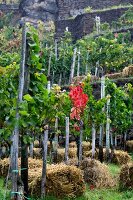 Vineyard terraces at Dernau, Ahrweiler, Germany