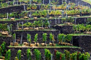 Vineyard terraces at Dernau, Ahrweiler, Germany