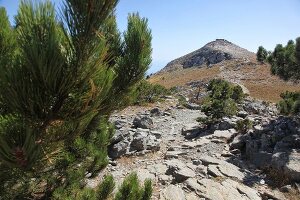 Forest with rocks in Edremit, Balikesir Province, Turkey