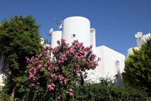 White building and flowers on tree in Aegean, Turkey