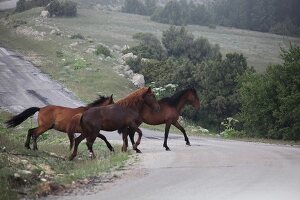 Wild horses in Spil Dagi National Park, Turkey
