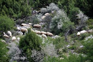 Herd of sheep grazing in Spil Dagi National Park, Manisa, Turkey