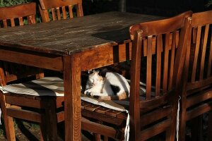 Cat lying on wooden chair at Edremit, Turkey