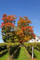 Kanada, Nova Scotia, Canning, Blomidon Estates Winery, Herbstlaub