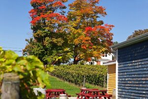 Kanada, Nova Scotia, Canning, Blomidon Estates Winery, Herbstlaub