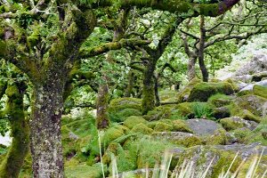 View of Wistmans Woods in Dartmoor, England, UK