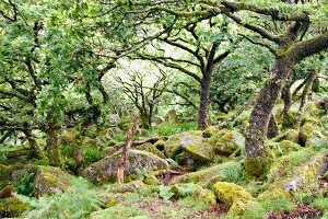 England, Wistmans Woods, Dartmoor, 