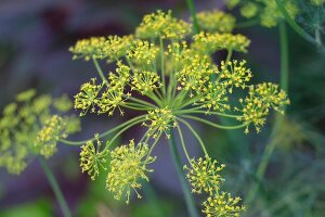 Kräutergarten, Dill