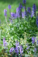 Kräutergarten, Salbei und Frauenmantel im Garten