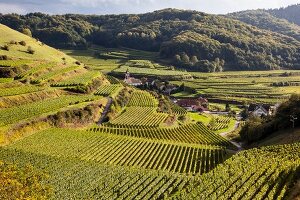 Vineyards at Altvogtsburg, Kaiserstuhl, Freiburg