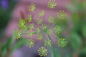 Kräutergarten, Dill