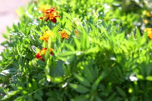 Kräutergarten, Tagetes bilden einen Rahmen um ein Beet