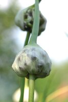 Kräutergarten, Knoblauch im Kräutergarten