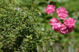 Kräutergarten, Zitronenthymian umspielt Blüten der Zwergrose