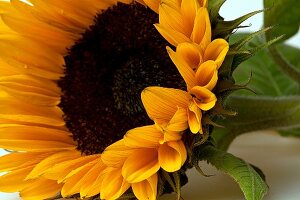 Sonnenblume im close-up, X 