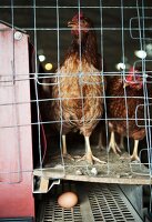 Hens in a chicken coop