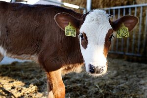 A calf wearing ear tags in a barn