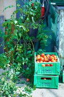 Freshly harvested tomatoes in plastic crates