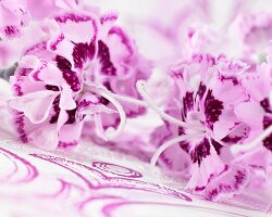 Zweifarbige Nelkenblüten (Dianthus Odessa)