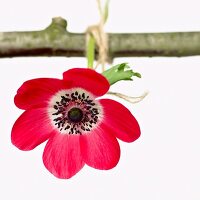 An anemone hanging from a twig