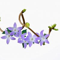 A sprig of hazelnuts with bud (corylus avellana contorta) and spring flowers