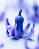 Eine blaue Hyazinthenblüte (Hyacinthus Skyline)