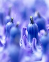 Mehrere blaue Hyacinthenblüten (Hyacinthus Skyline)