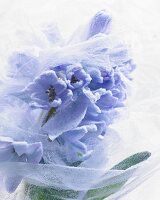 Blaue Hyazinthenblüte mit Rauhreif