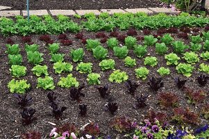 Lettuces growing in a garden