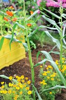 Corn plants in a garden