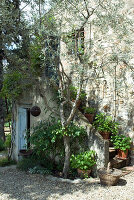 Idyllic entrance area with lots of plants in front of stone house