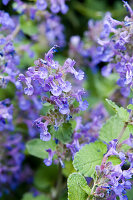 Catmint (Nepeta) in full bloom in the garden