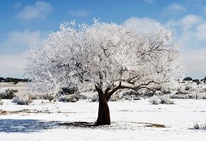 Snow-covered olive tree