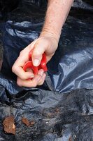 Blumenzwiebeln unter einem Baum eingraben (Löcher in Plastikfolie stechen)