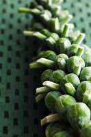 Brussels sprouts on the plant