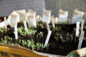 Tomato seedlings in soil