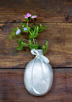 Flowering pea shoots ('Blauwschokker') in old water bottle hanging on wooden wall