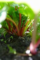 Fresh chard in the vegetable bed