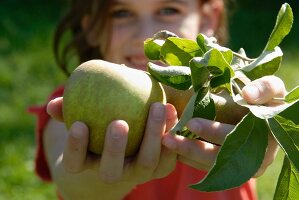 Girl showing a freshly, picked apple