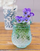 Veilchen in einer Vase