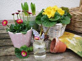 Various flowering spring plants in basket and flowerpots