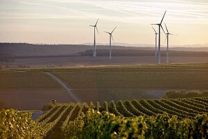 Weinberg in Deutschkreutz, Burgenland, Österreich