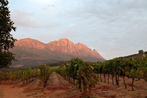 Muratie Estate vineyard, Stellenbosch, South Africa