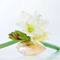 Blumenarrangement mit Amaryllis