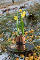 Flower arrangement of narcissus