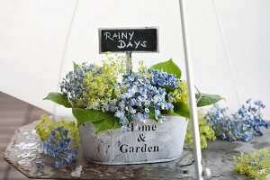 Hydrangea and lady's mantle in metal tub beneath umbrella