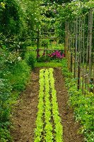 Bed of lettuce, runner beans and rose bushes in garden