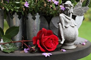 Rote Rosenblüte mit Elfenfigur und Zinkvasen