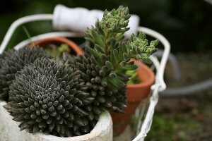 House leeks in white wire basket